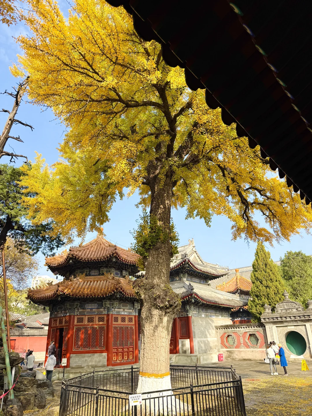 Live | 北京的秋天真的拍不完！