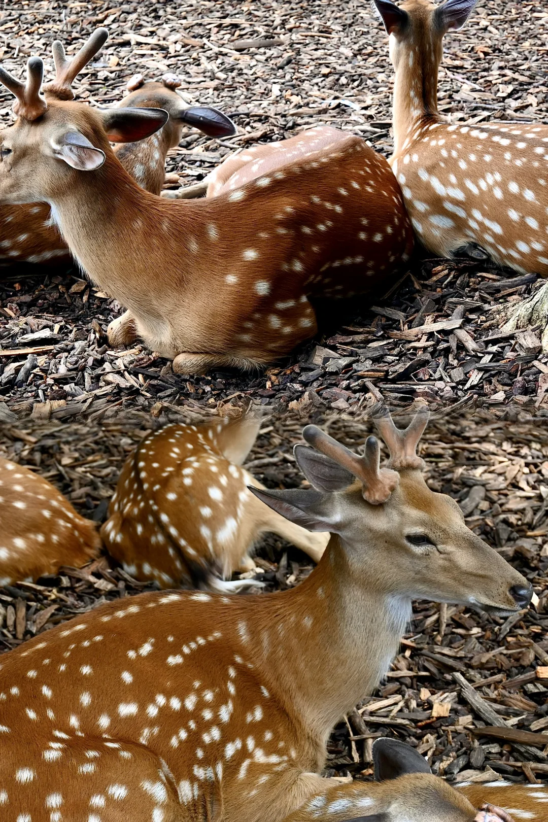 明孝陵免费得起早！！（不花钱看鹿🦌攻略）
