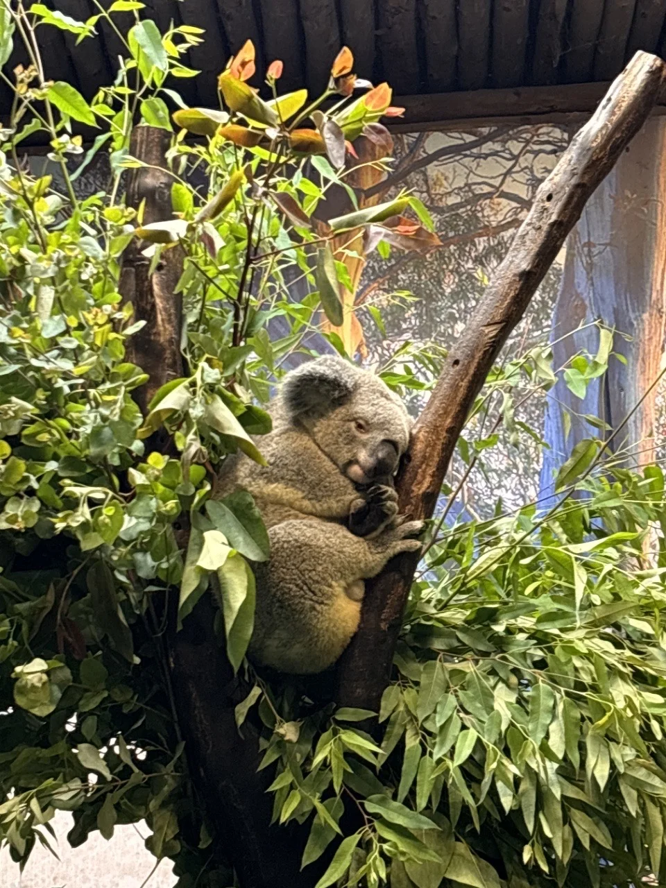 🐾长隆动物园省力攻略：北门进南门出✨