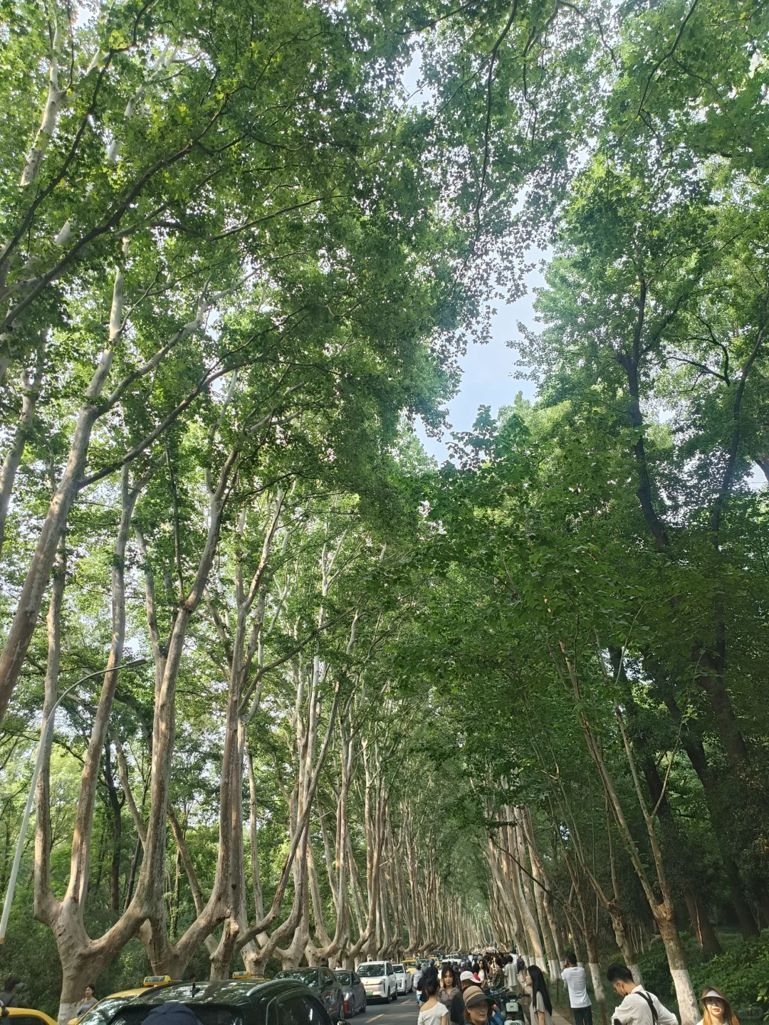 南京钟山风景区不租电动车＝白来！