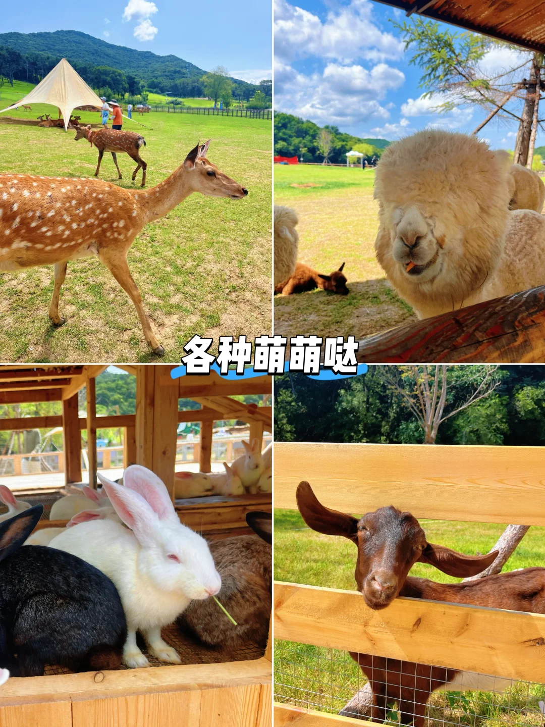 沈阳遛娃｜云端草原霍比特小屋！玩到不想走！