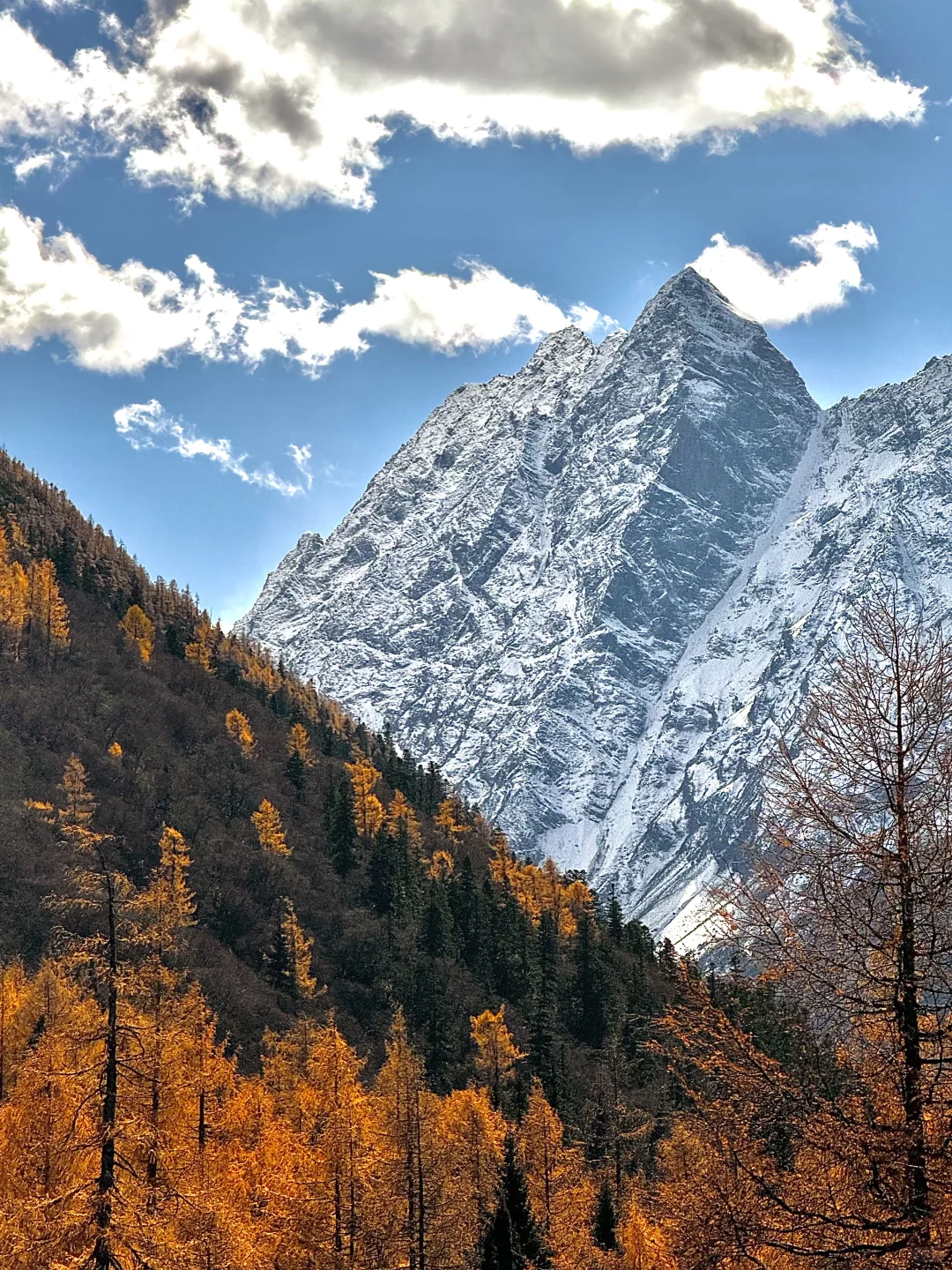 用live打开秋天🍂川西的浪漫是金黄的