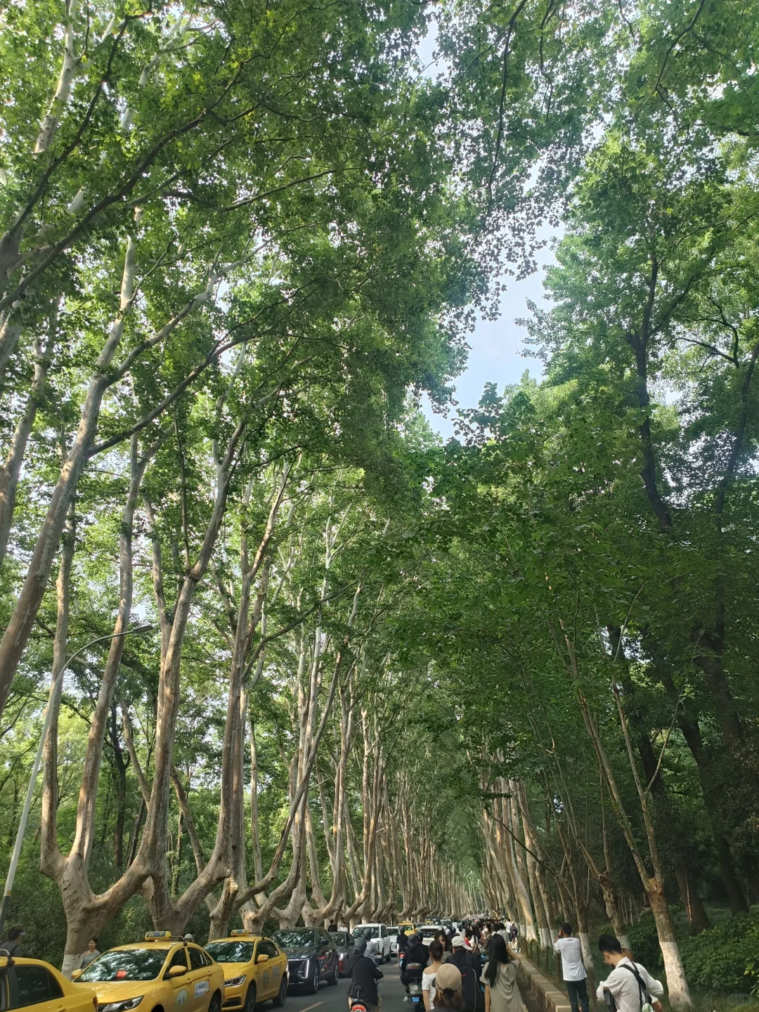 南京钟山风景区不租电动车＝白来！