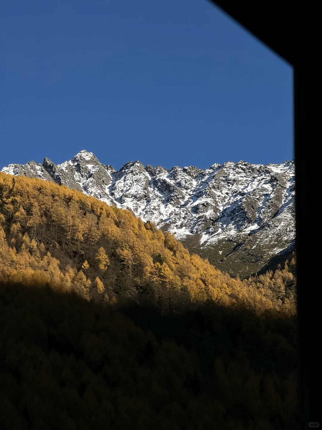 用live打开秋天🍂川西的浪漫是金黄的