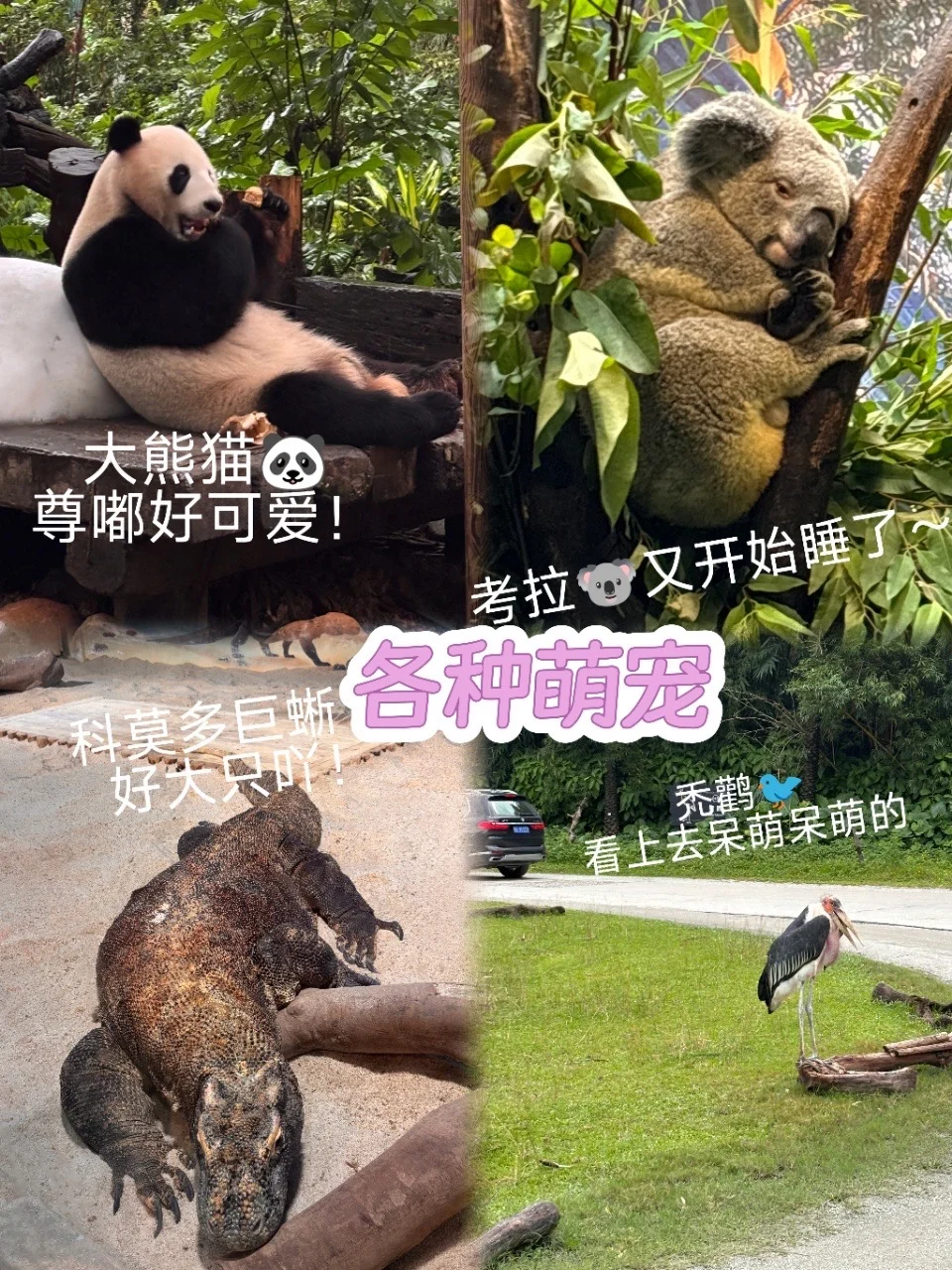 🐾长隆动物园省力攻略：北门进南门出✨