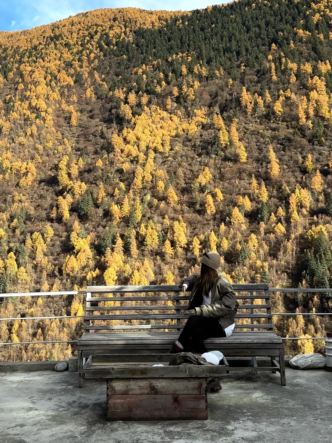 用live打开秋天🍂川西的浪漫是金黄的