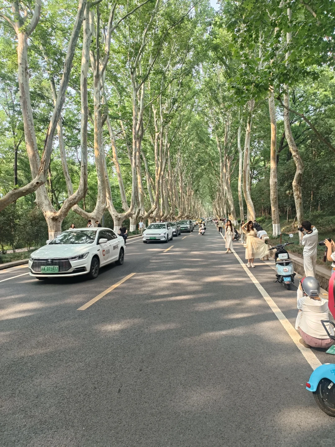 南京钟山风景区不租电动车＝白来！
