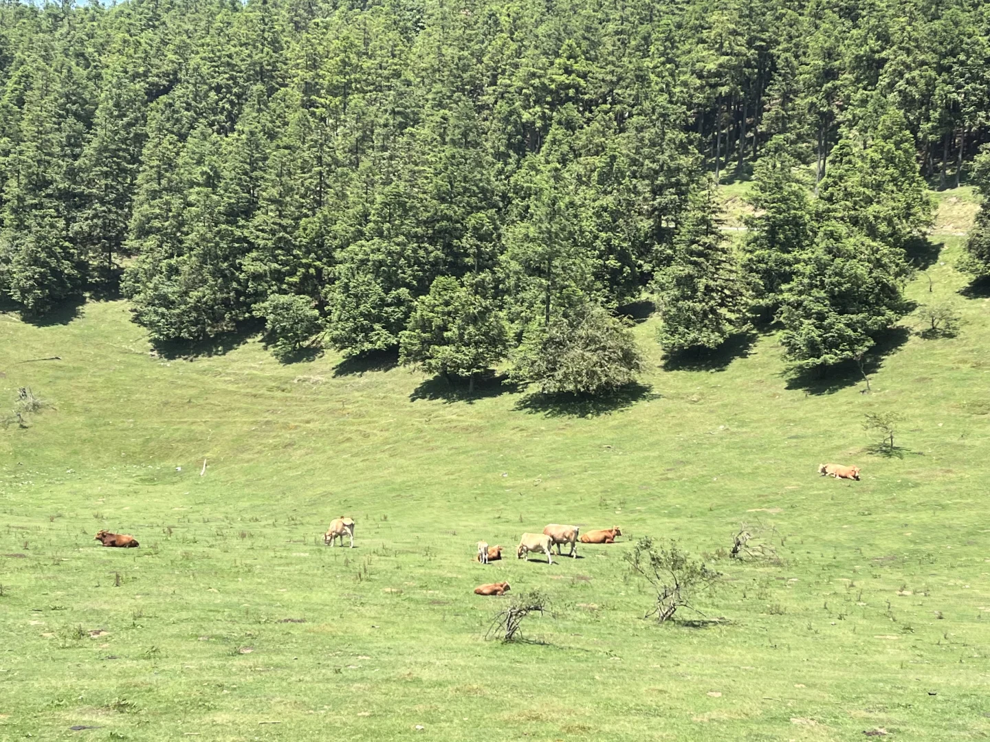 重庆| 为了这个景，专门去了一趟武隆🏞
