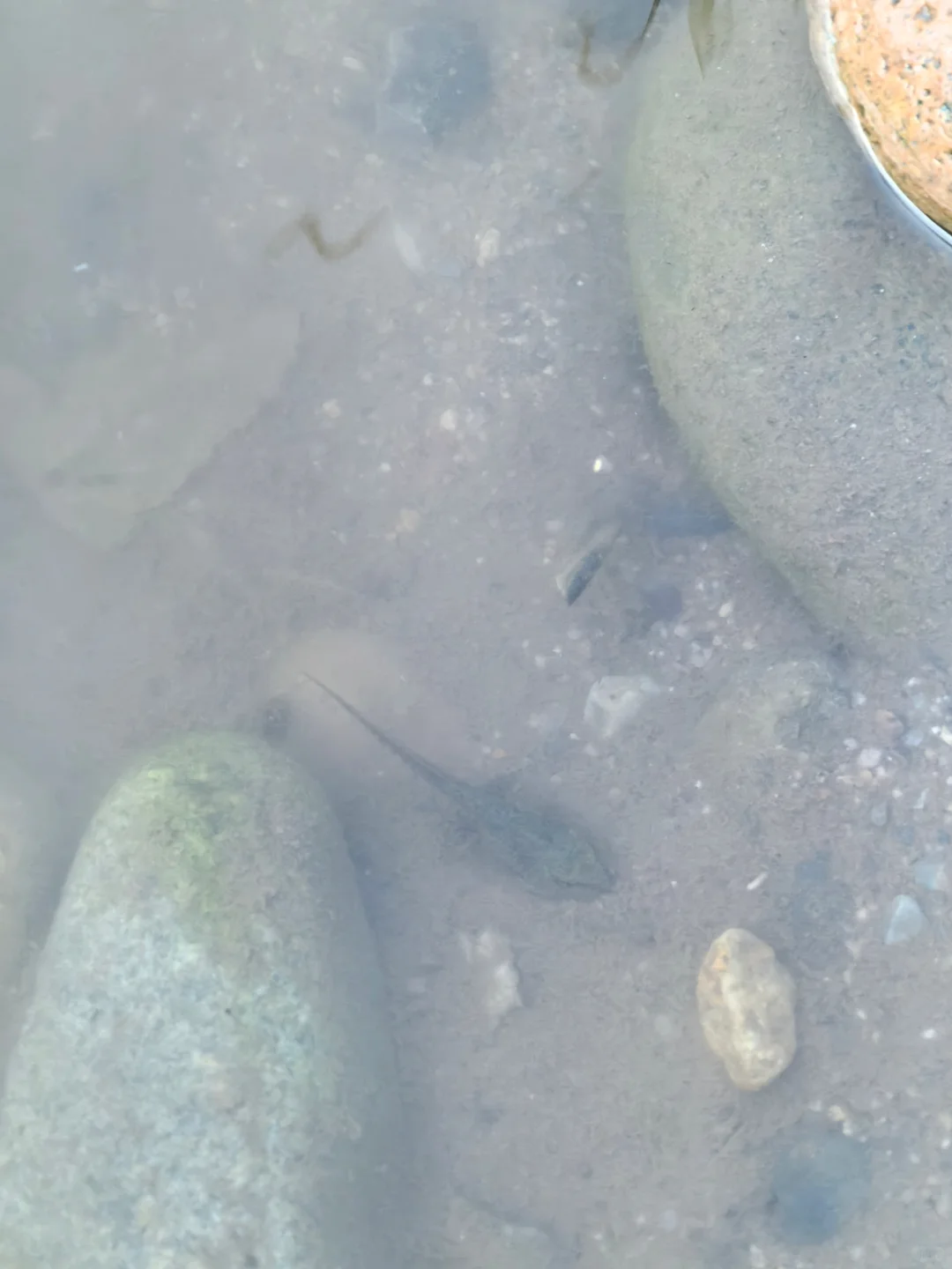 🏕️房山免费露营玩水｜小朋友都爱玩水