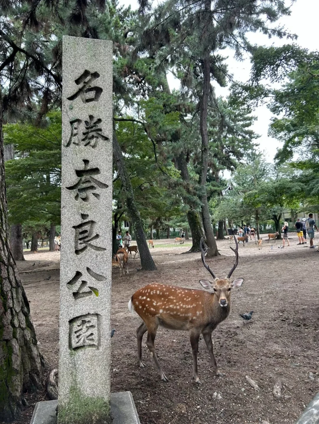 日本十大打卡点：必去的绝美景点🌟