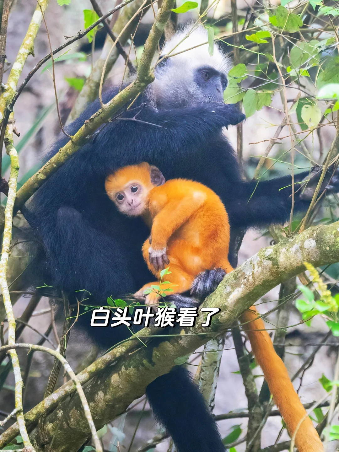 国庆来崇左玩，真的比新西兰还震撼