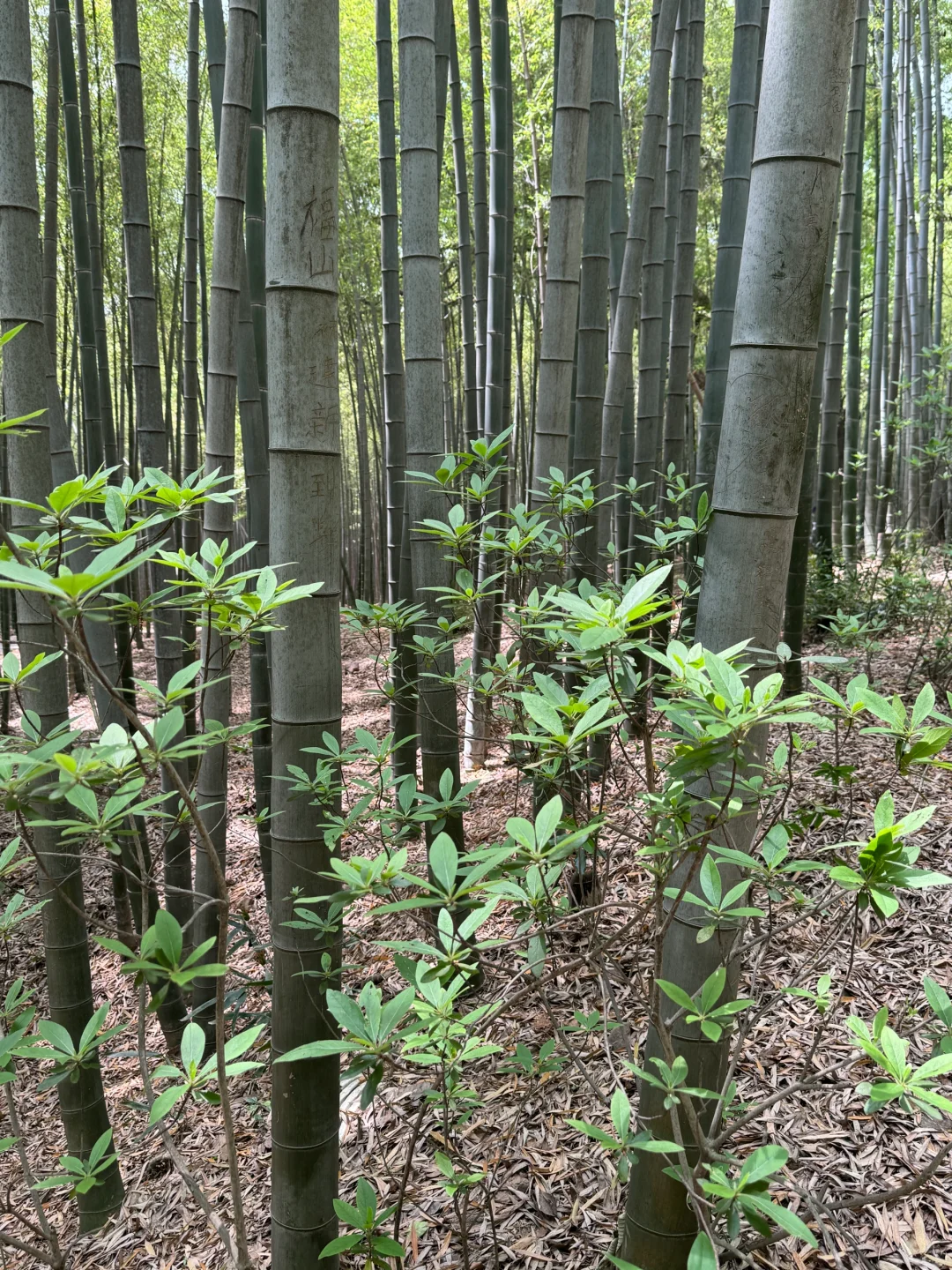 虞山徒步｜失联六小时 在自然里做自己⛰️