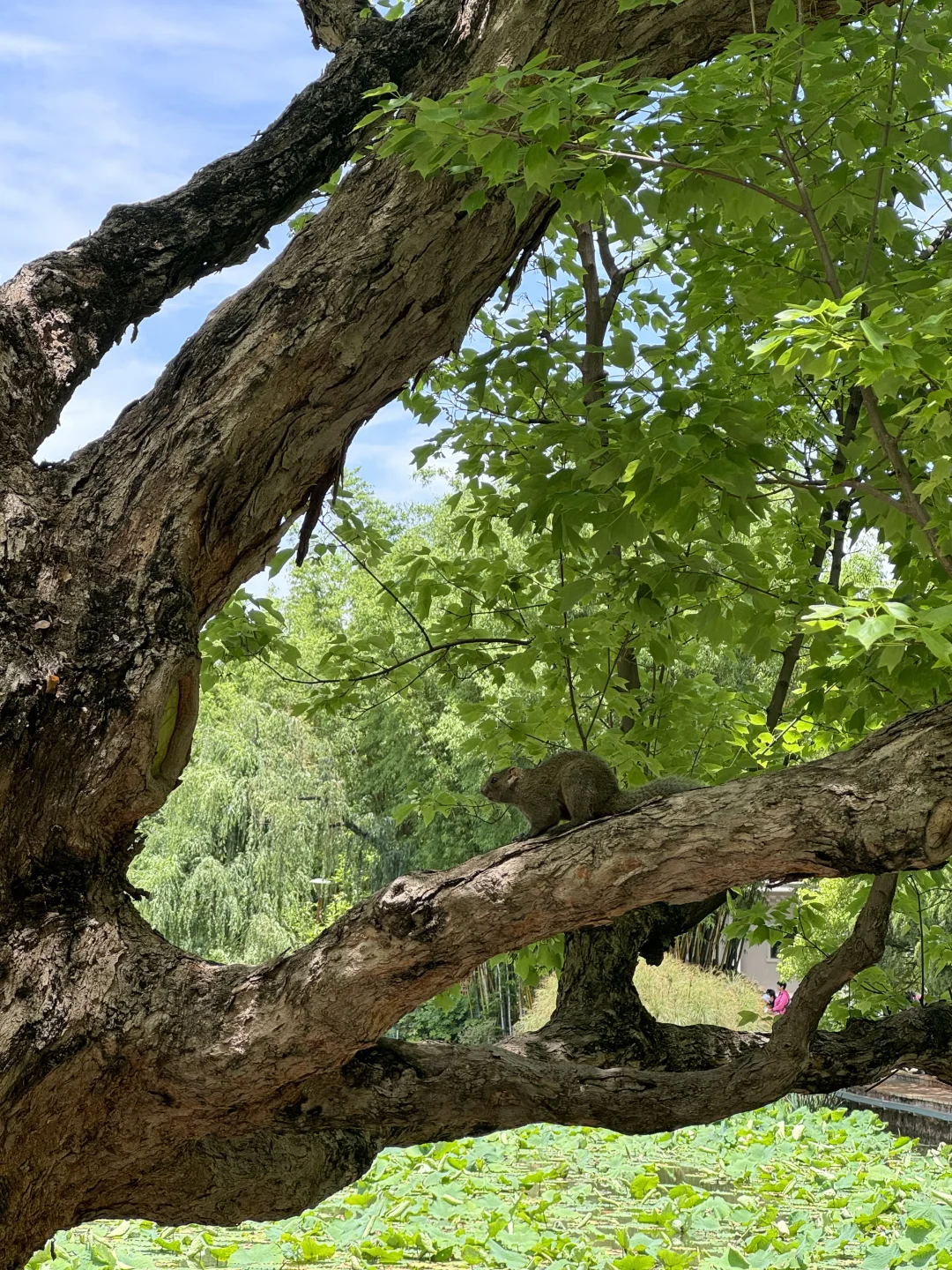 蜜月旅行第一站📍昆明（附攻略）