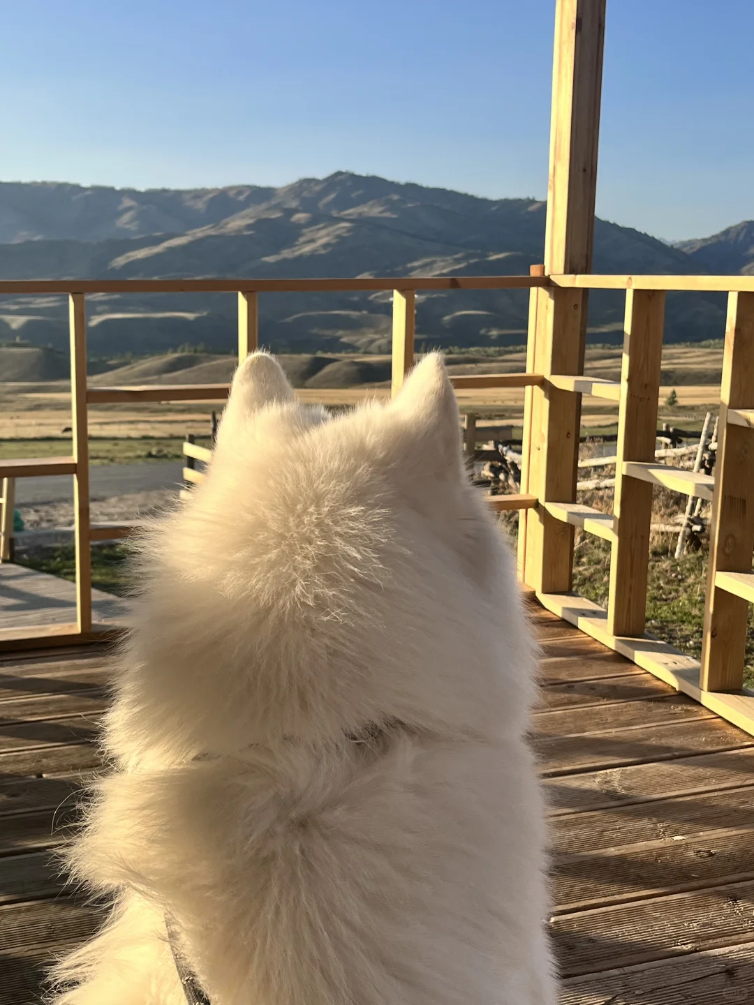 带小狗自驾新疆之喀纳斯白哈巴指南🏔