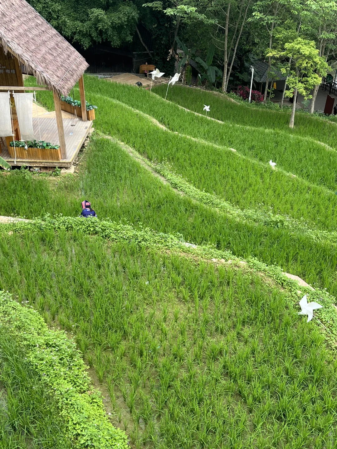 今年为止，我最喜欢的城市出现了！！（崇左旅游