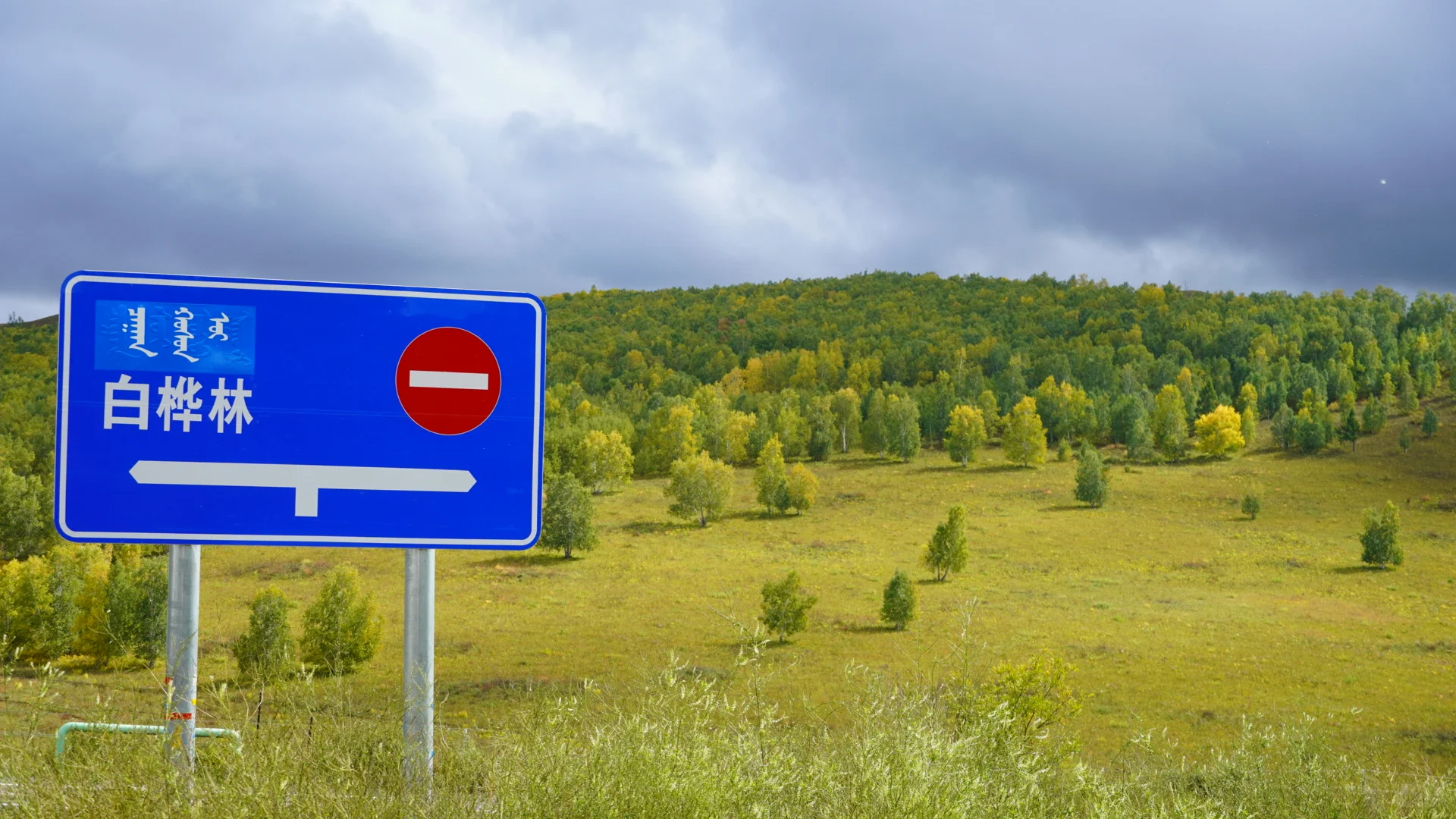呼伦贝尔之白桦林景区