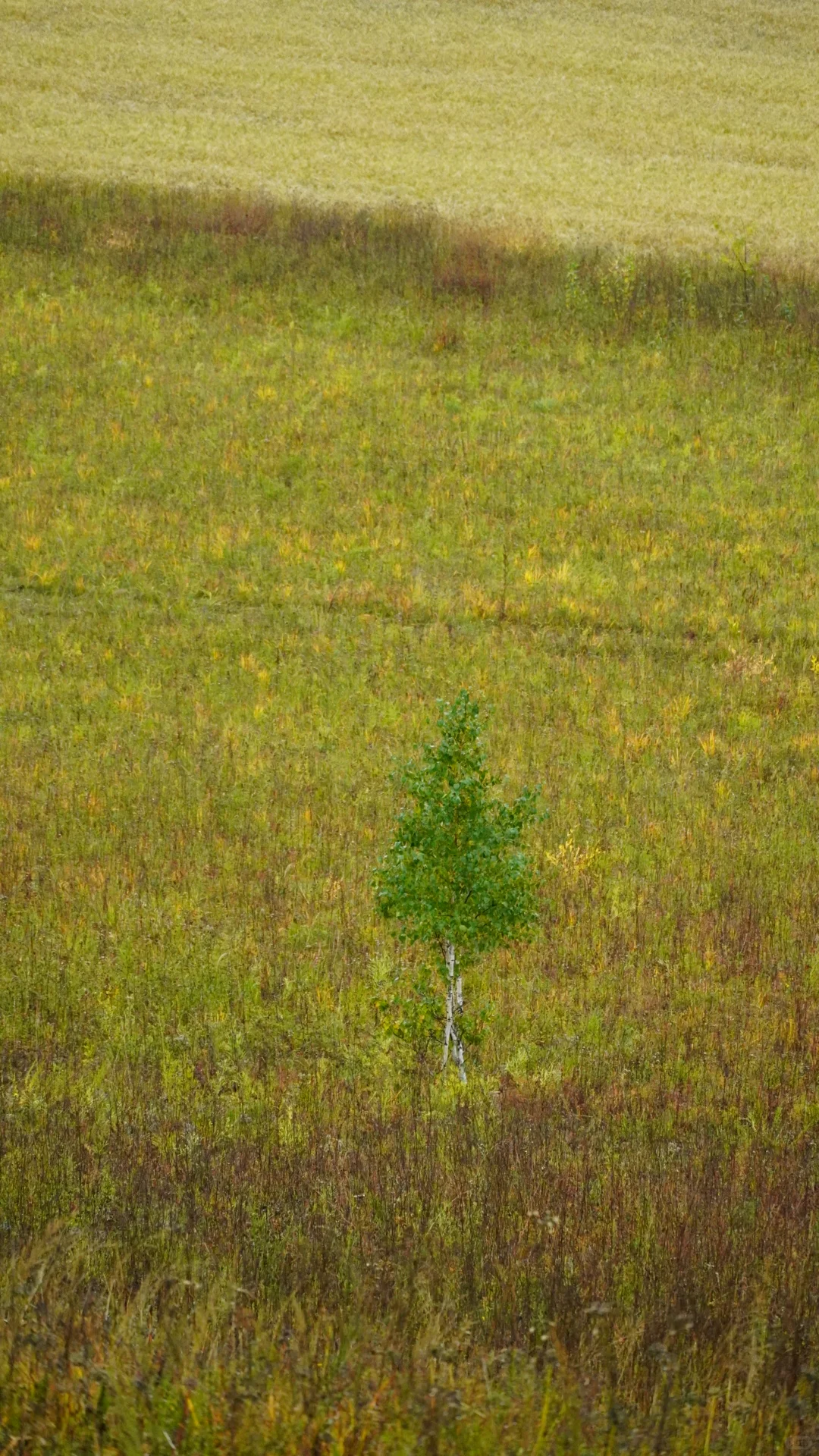 呼伦贝尔之白桦林景区