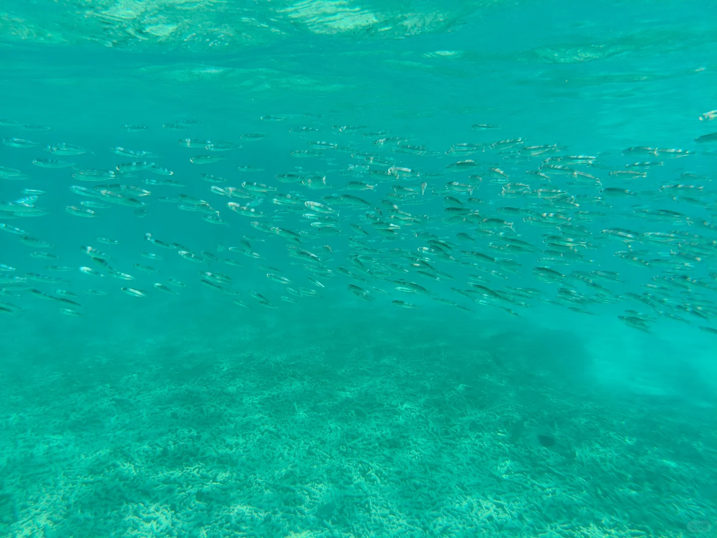 🇲🇾我的第一次solo trip之 停泊岛