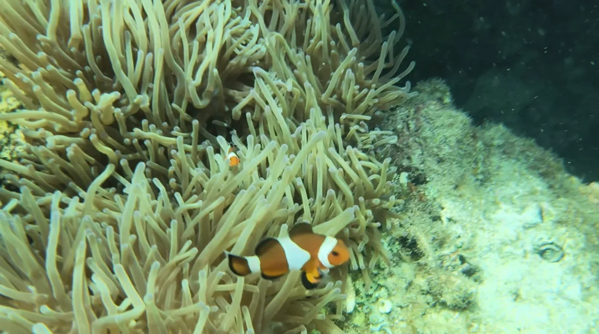 🇲🇾我的第一次solo trip之 停泊岛