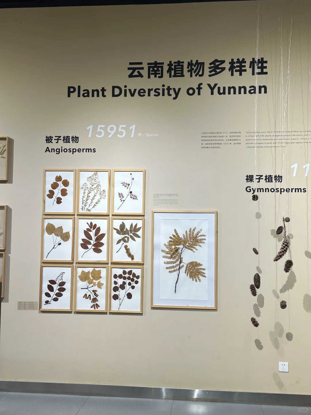 🌳昆明植物园扶荔宫 |昆明旅游必来景点❗