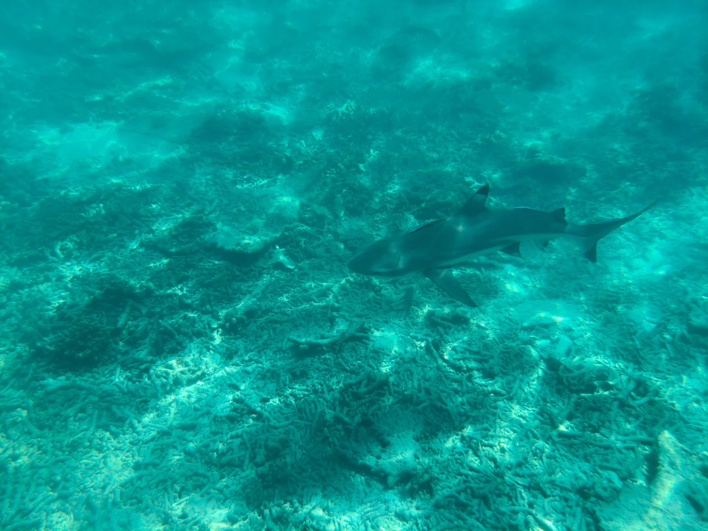 🇲🇾我的第一次solo trip之 停泊岛