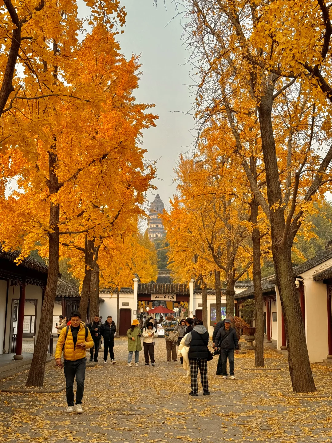 可惜你不来苏州❗️不知姑苏得秋天有多震撼