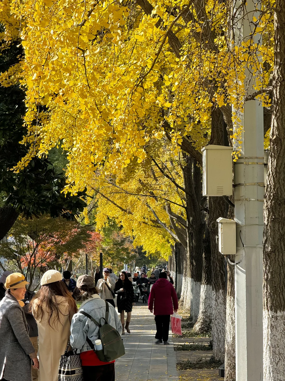 可惜你不来苏州❗️不知姑苏得秋天有多震撼