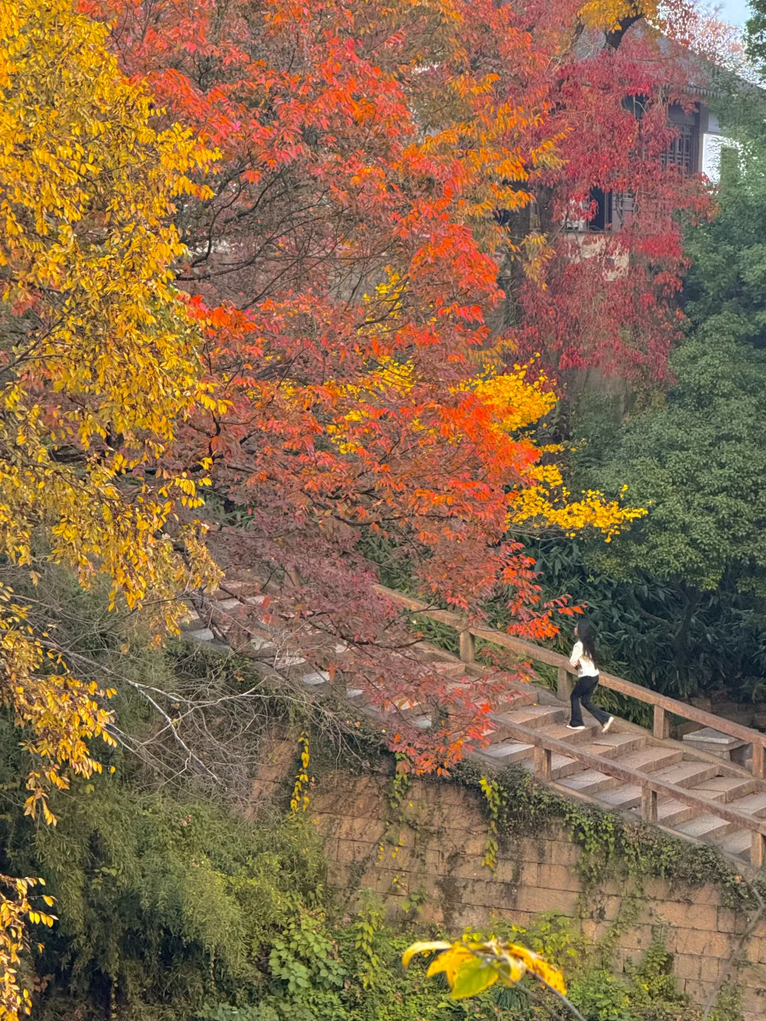 可惜你不来苏州❗️不知姑苏得秋天有多震撼
