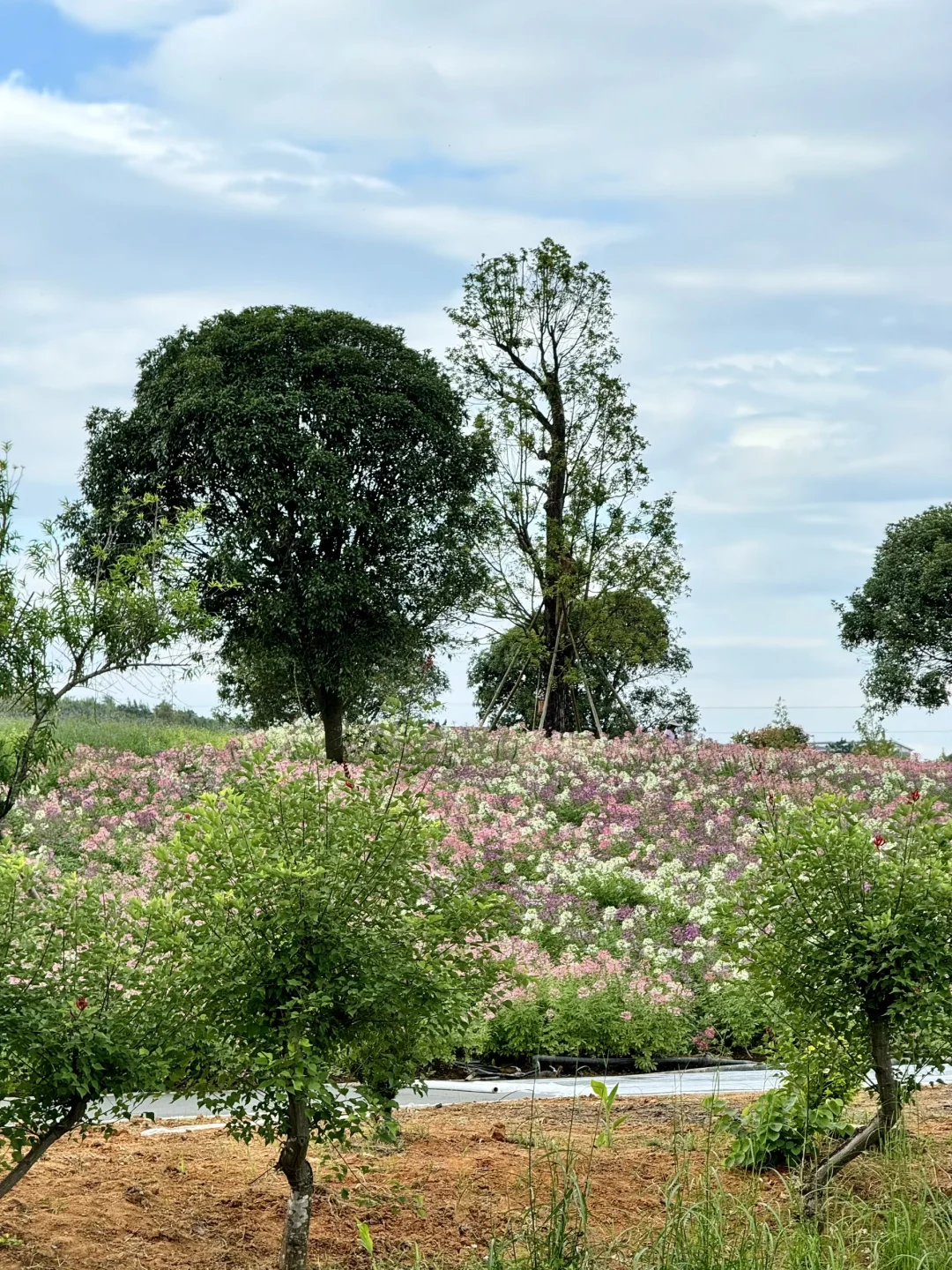 桂林看醉蝶花先别来了，被封住了。