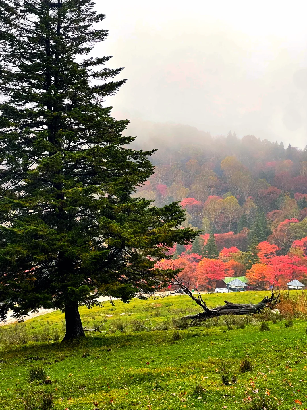 东北边陲小城，居然藏着祖国最美秋天！