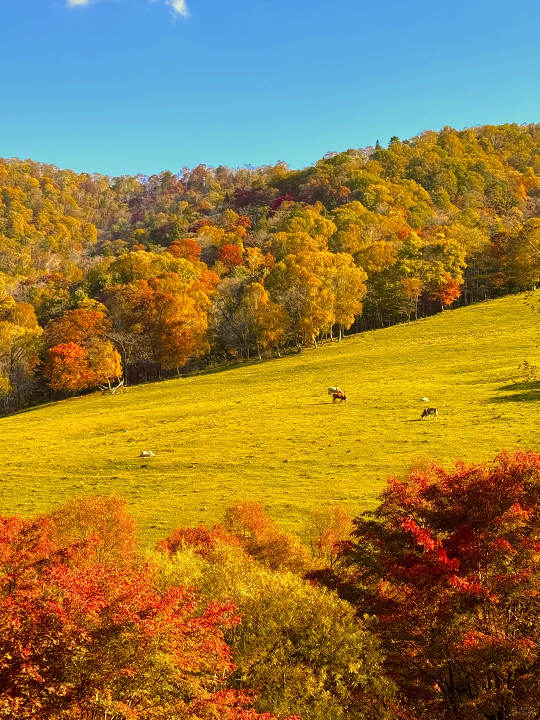 以为内蒙秋天已经够美了,直到我来了这里…