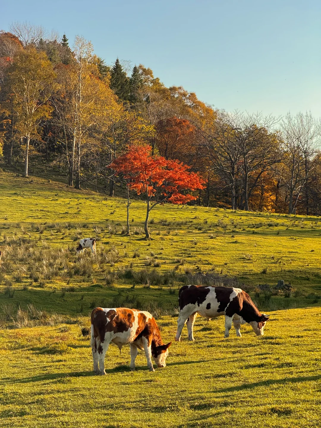 以为内蒙秋天已经够美了,直到我来了这里…