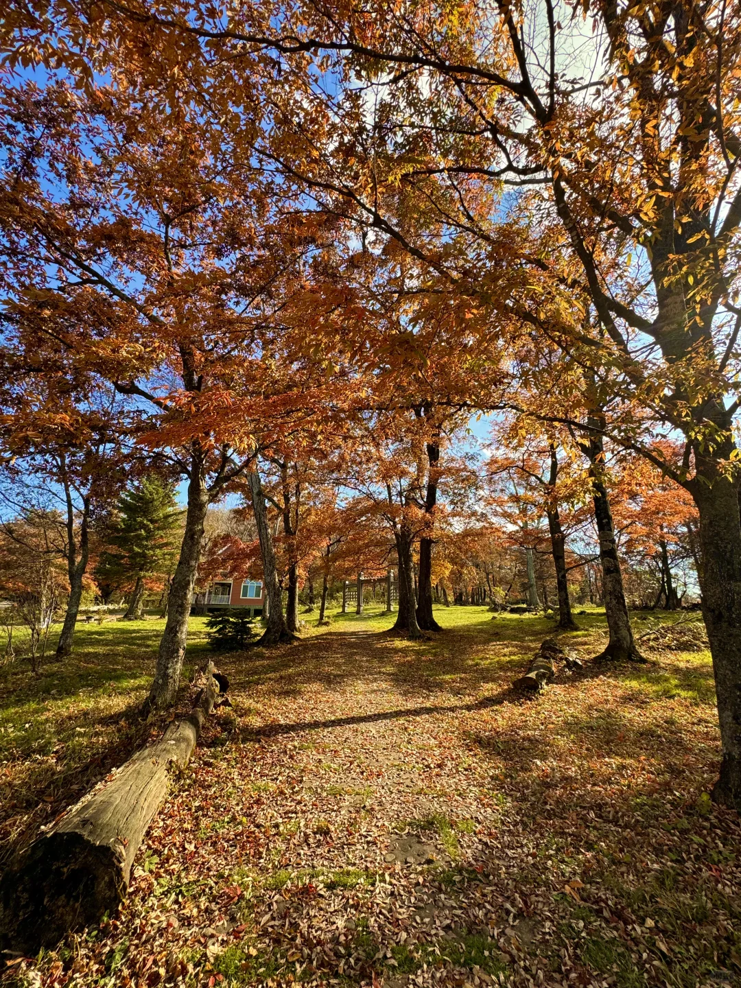 以为内蒙秋天已经够美了,直到我来了这里…