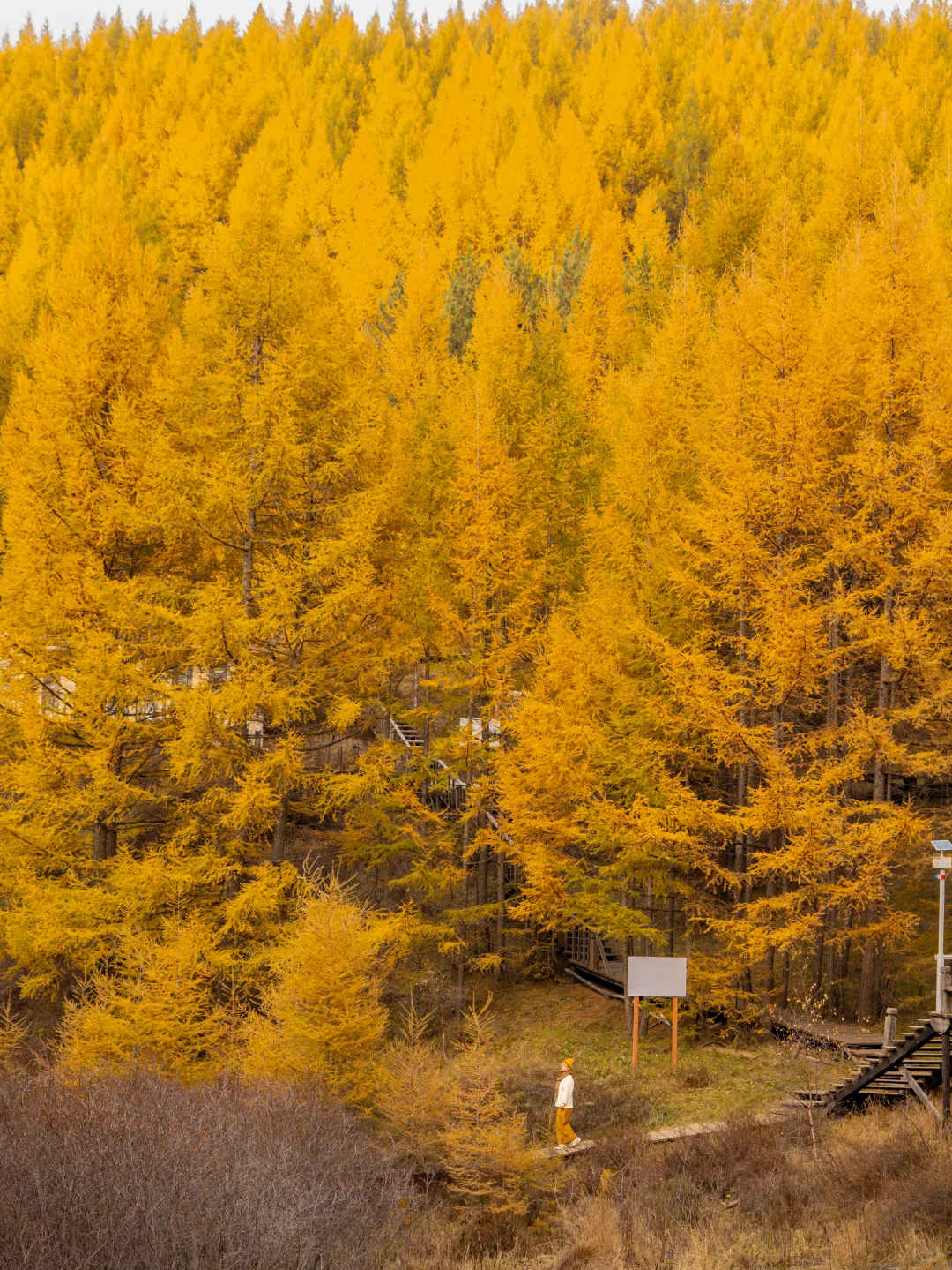北京3.5h🚗国庆这片小众杉林将美成童话🍂