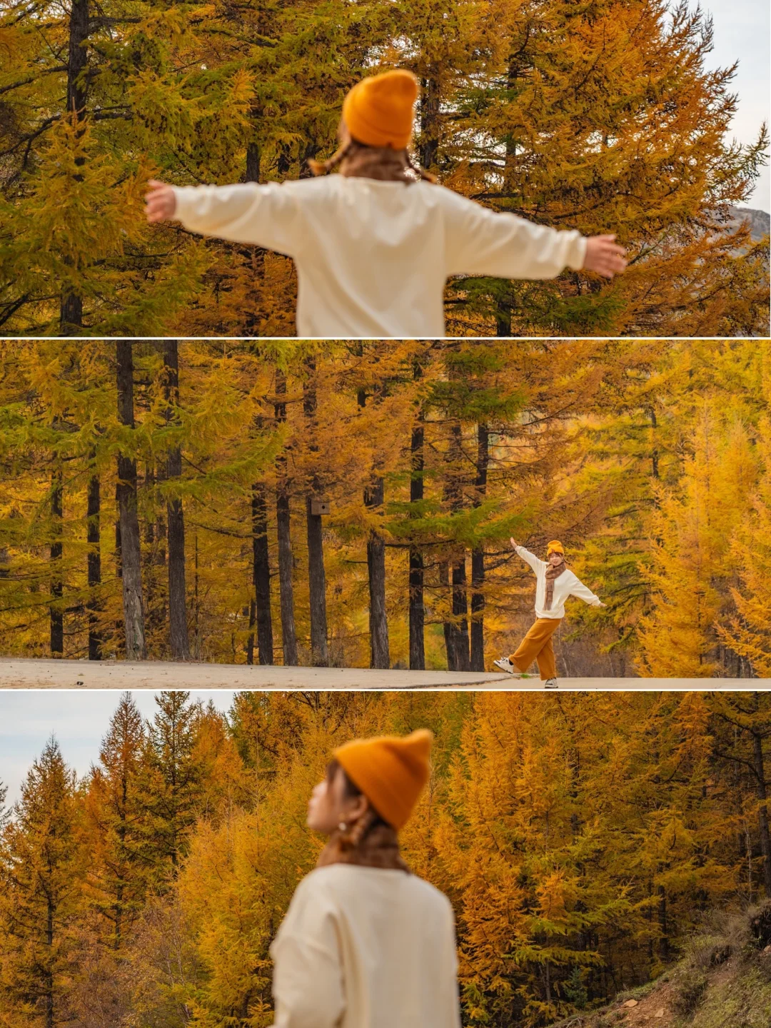 北京3.5h🚗国庆这片小众杉林将美成童话🍂