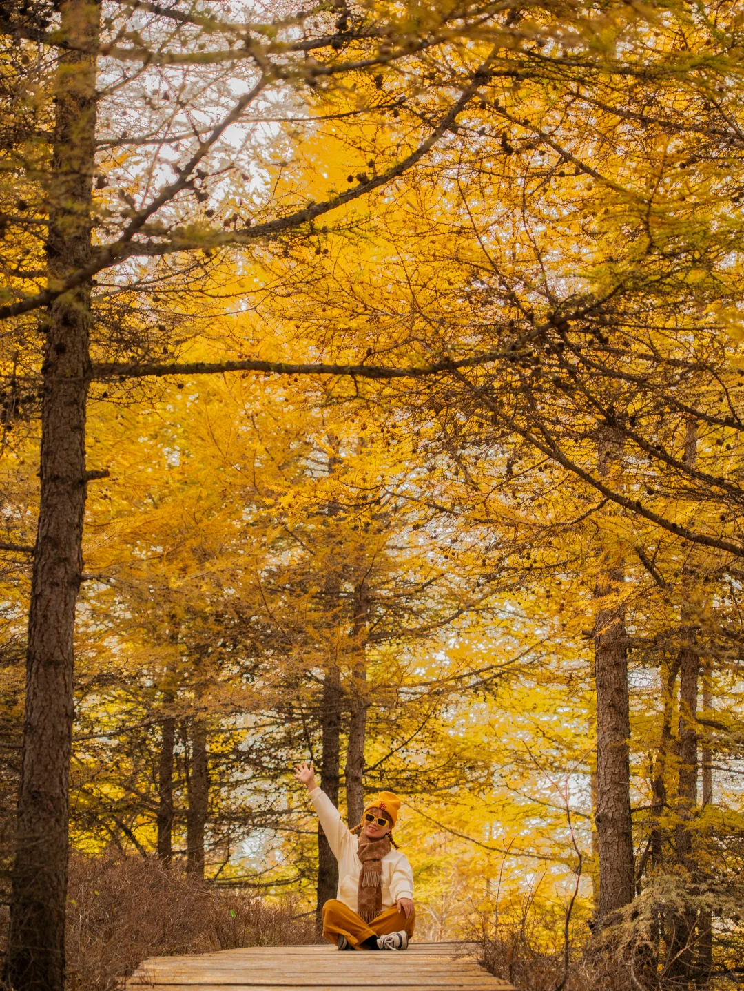 北京3.5h🚗国庆这片小众杉林将美成童话🍂