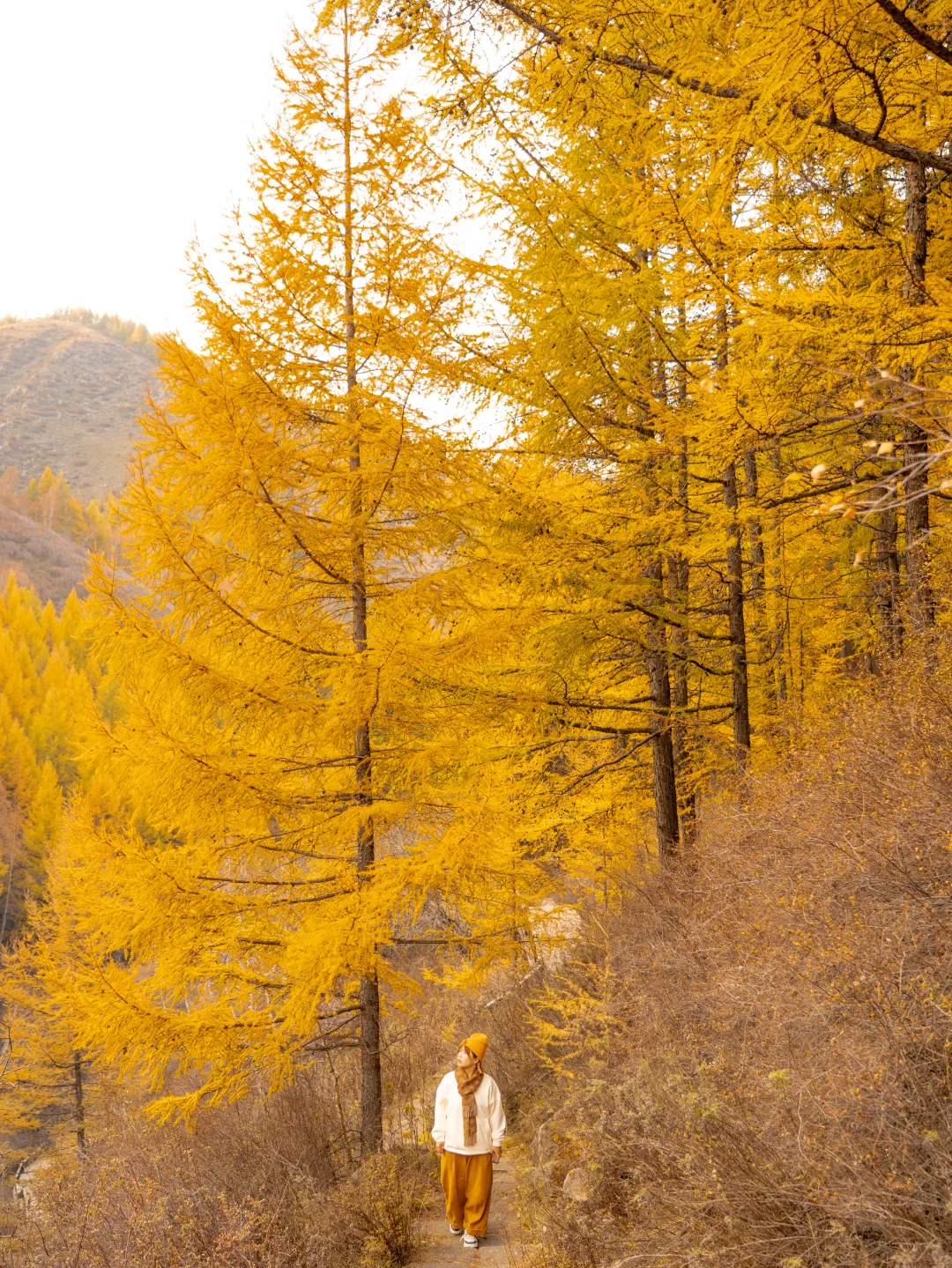北京3.5h🚗国庆这片小众杉林将美成童话🍂