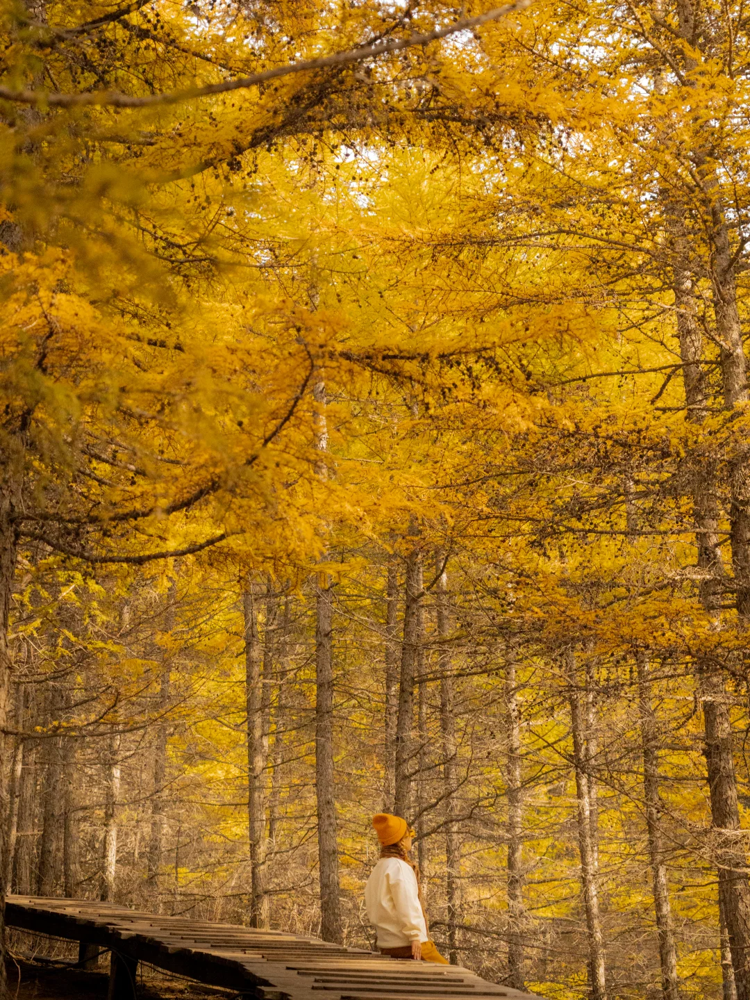 北京3.5h🚗国庆这片小众杉林将美成童话🍂