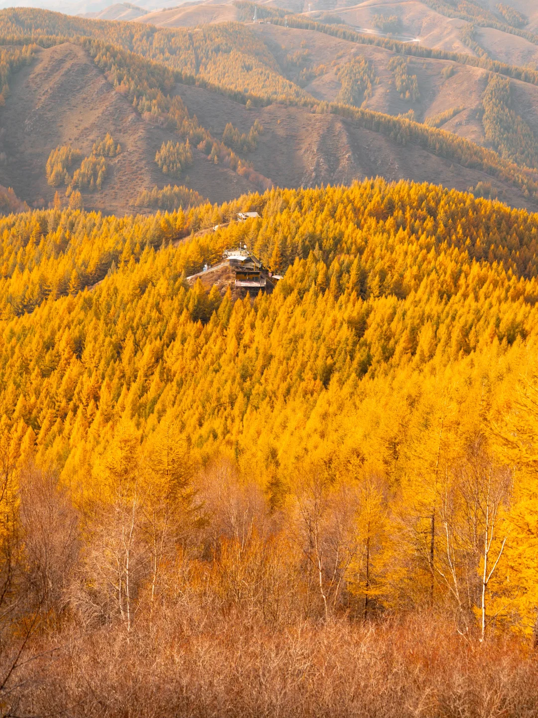 北京3.5h🚗国庆这片小众杉林将美成童话🍂