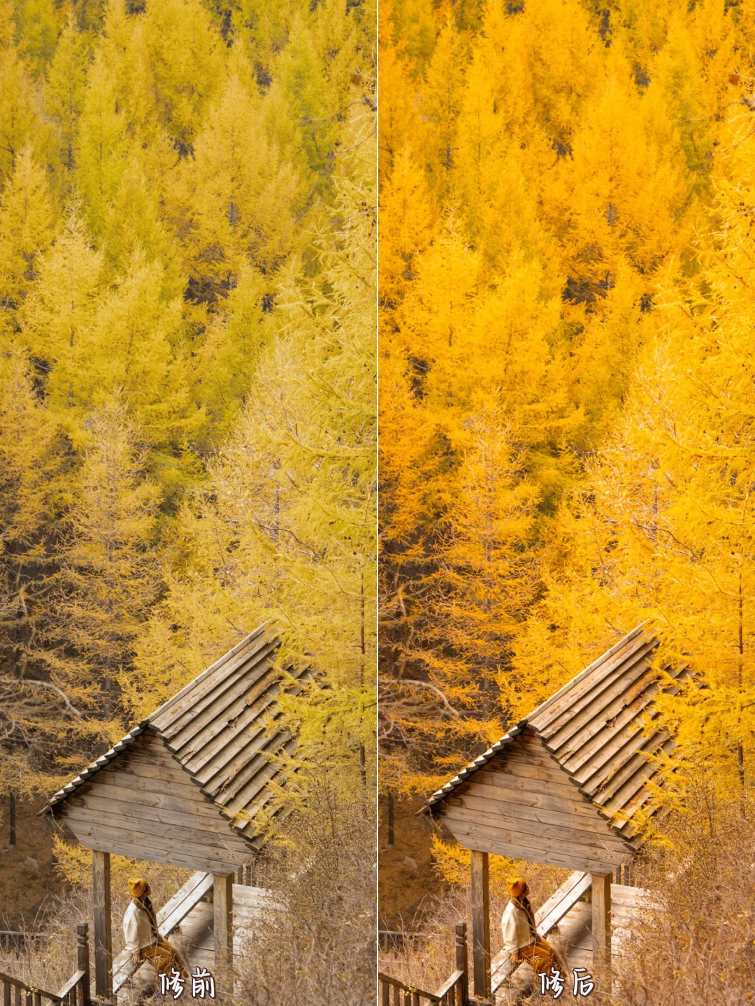 北京3.5h🚗国庆这片小众杉林将美成童话🍂