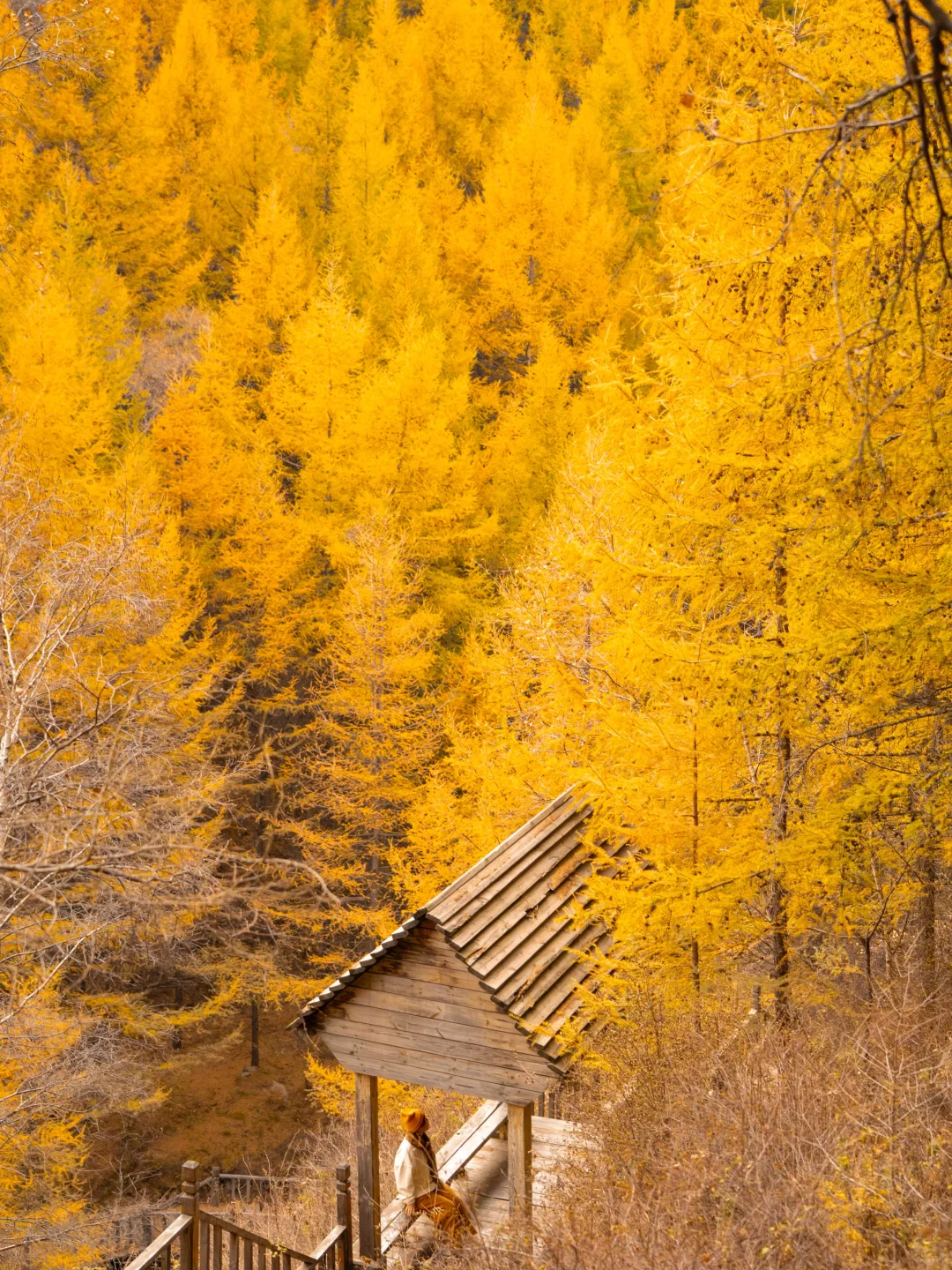 北京3.5h🚗国庆这片小众杉林将美成童话🍂