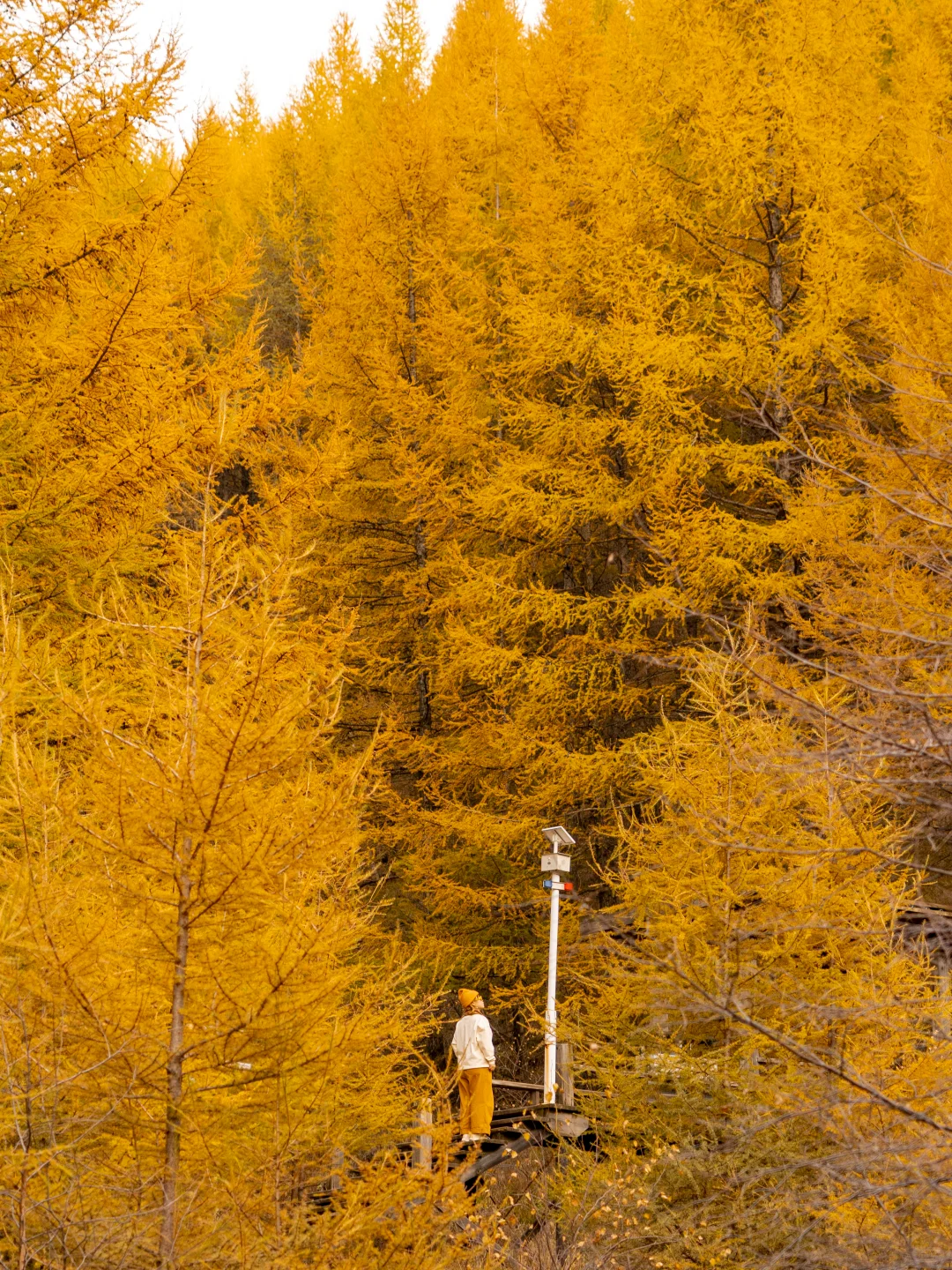 北京3.5h🚗国庆这片小众杉林将美成童话🍂