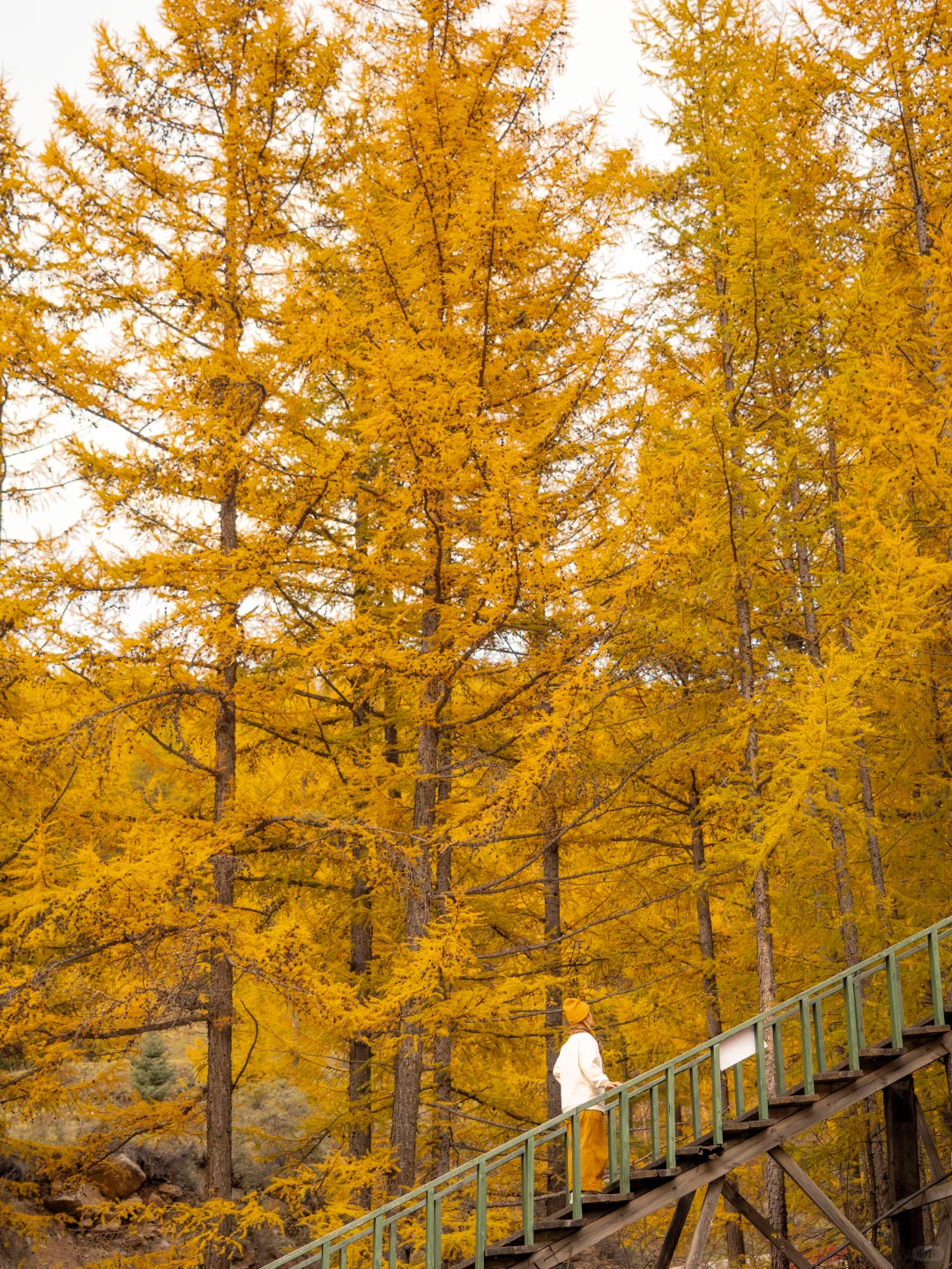 北京3.5h🚗国庆这片小众杉林将美成童话🍂