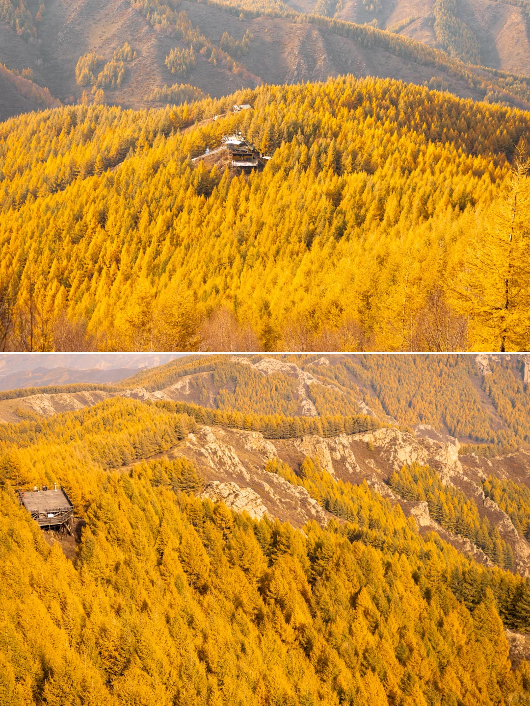 北京3.5h🚗国庆这片小众杉林将美成童话🍂