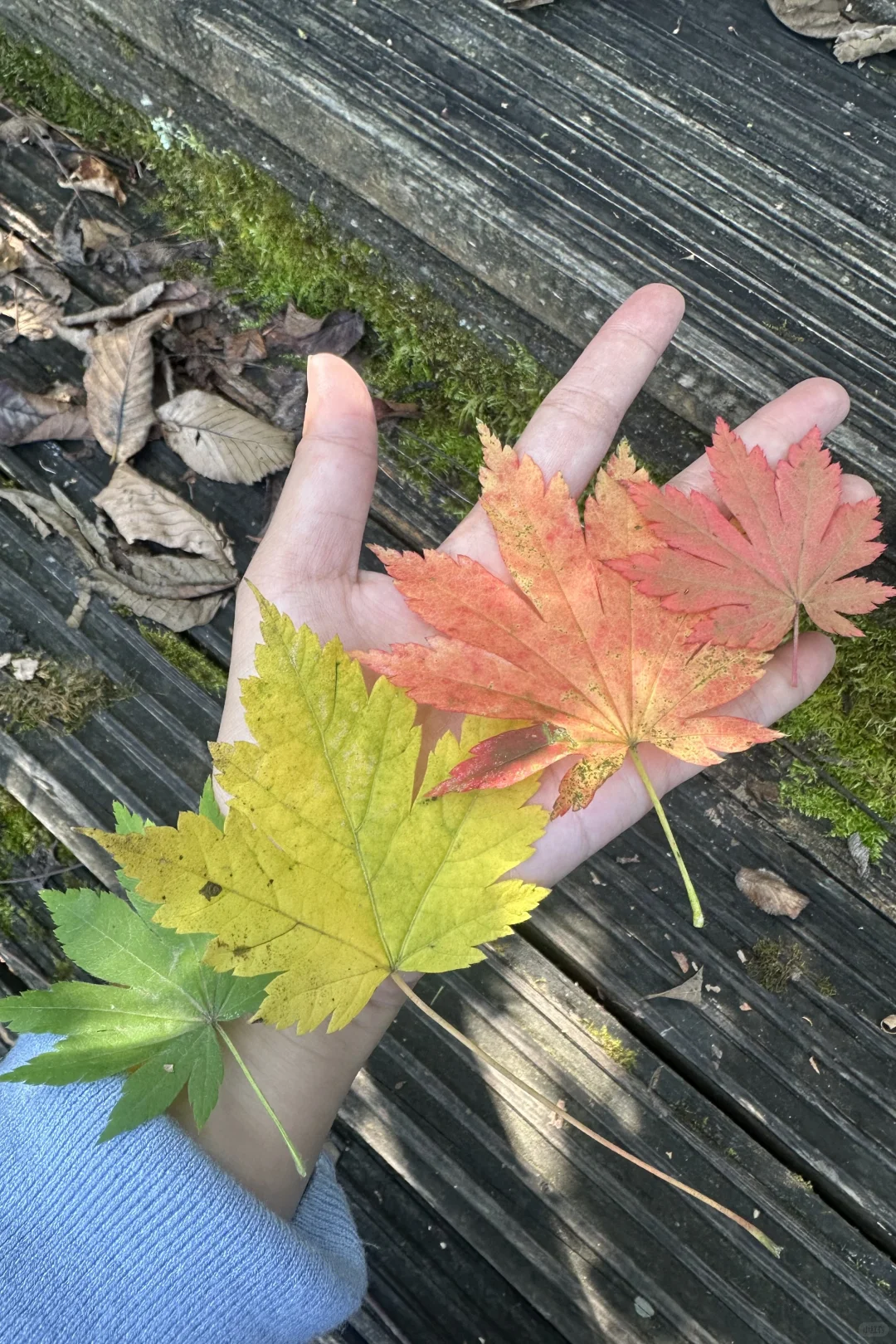 长白山3日攻略｜懒人照抄，朋友圈直接封神