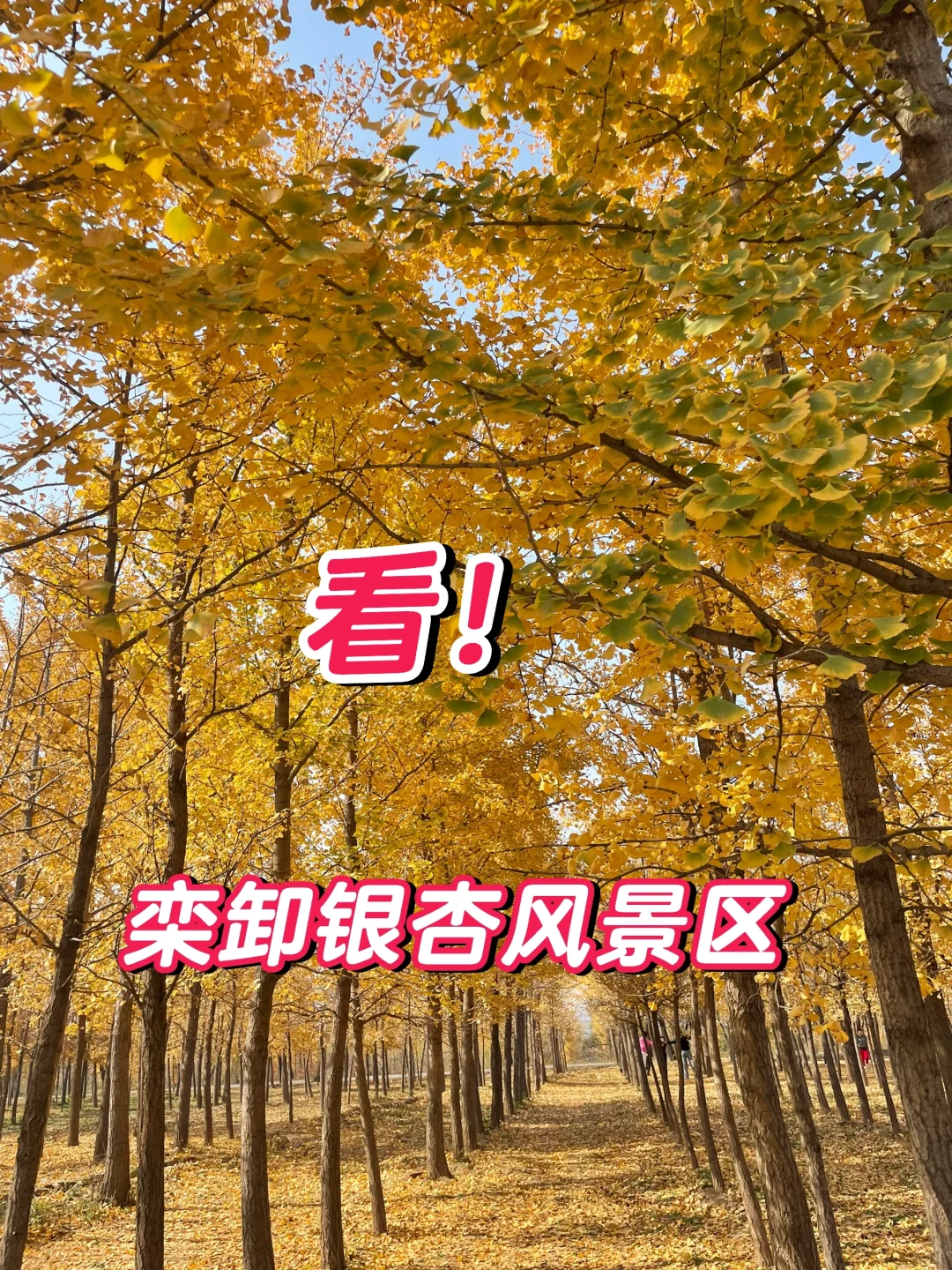 山明水净夜来霜，数树深红出浅黄