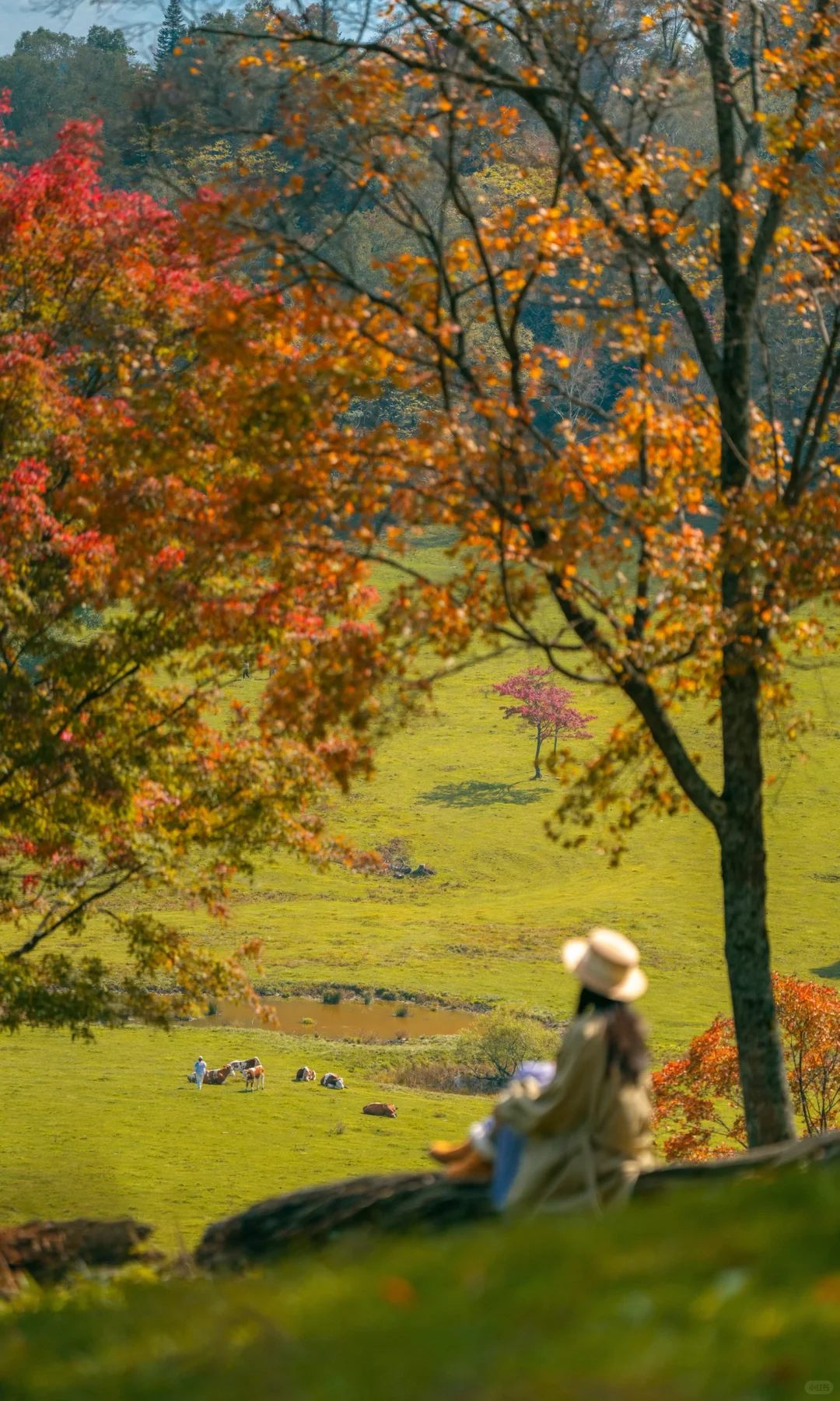 全屏打开吉林此刻的秋天🍁