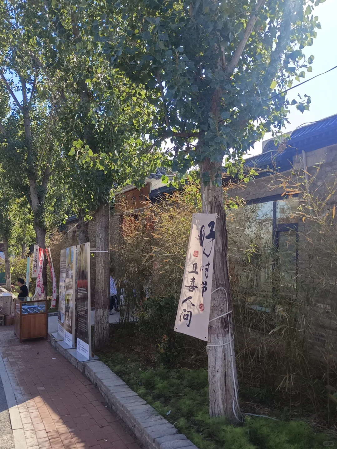 🌻邯郸秋日限定 | 闯进向日葵童话‼️