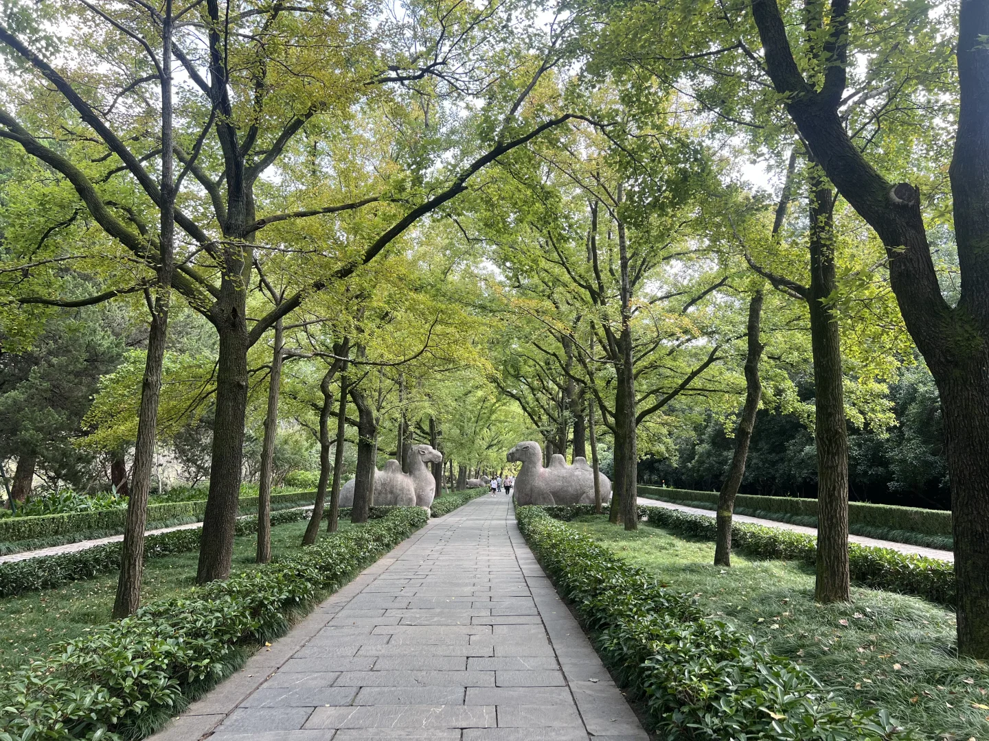 明孝陵半日游｜解锁网红大道正确打开方式