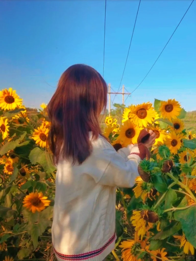 🌻邯郸秋日限定 | 闯进向日葵童话‼️
